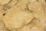 Fossil Leaves Preserved In Travertine - Austria #113211-1